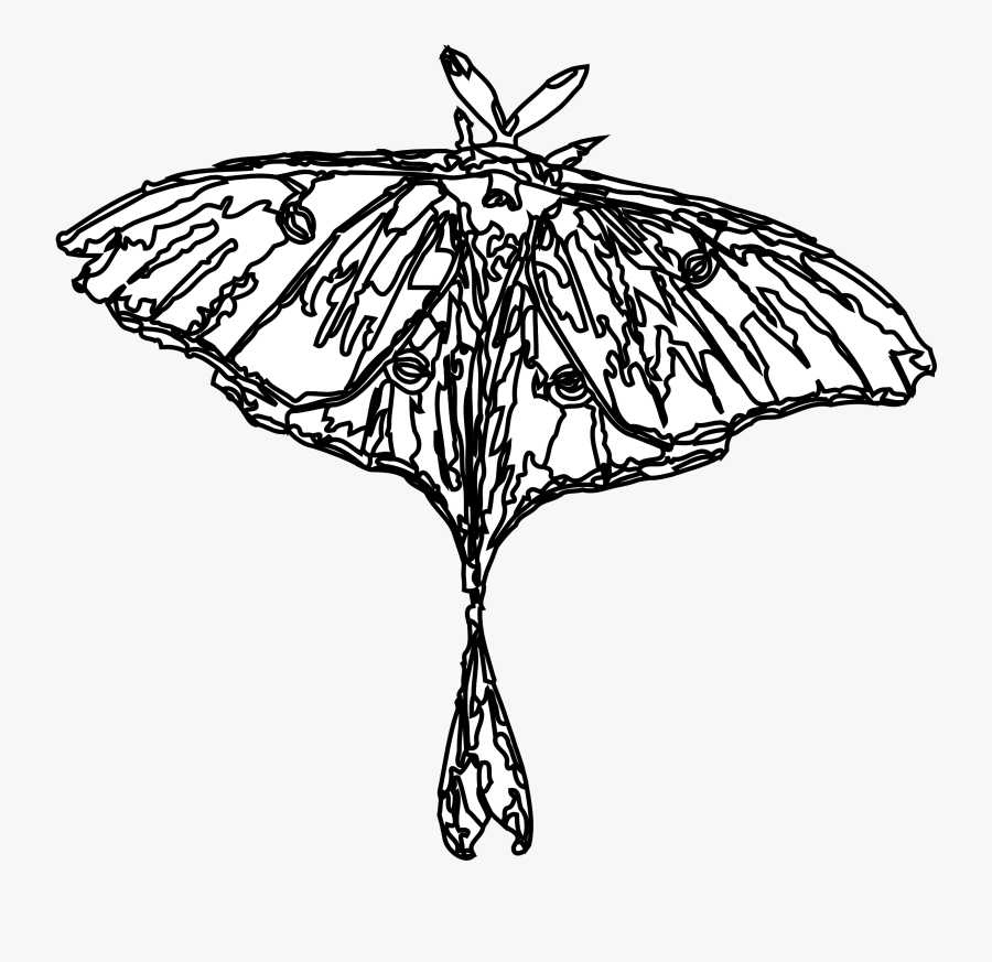 Moth Clipart Lunar - Moth, Transparent Clipart