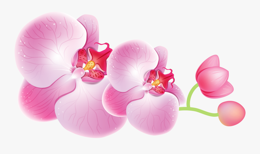 Orchids Png Clipart, Transparent Clipart