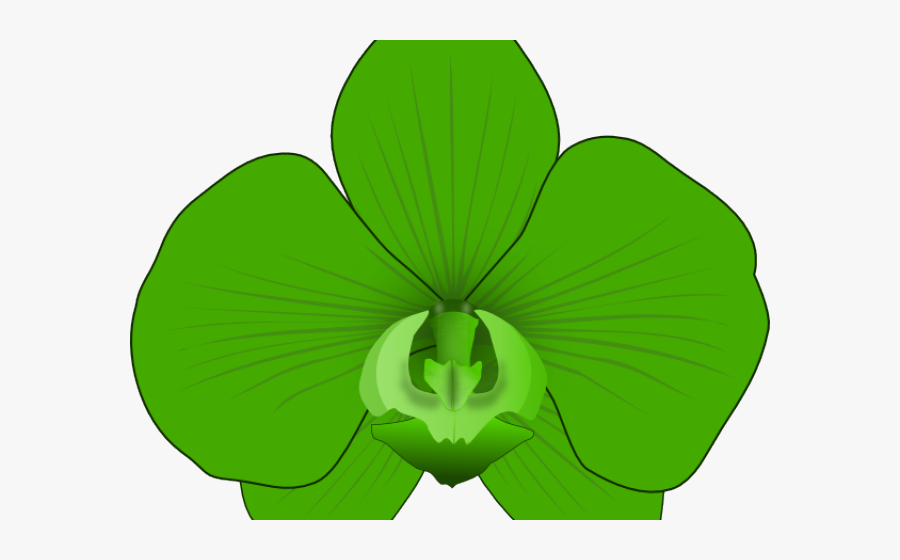 Ihre Singapore Moth Die Orchideen Beschreibung Watercolor - Cypripedium, Transparent Clipart