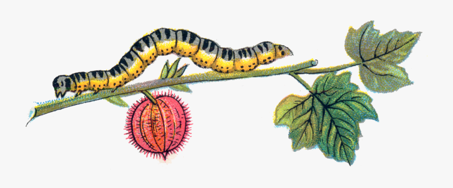 Caterpillar Png, Transparent Clipart