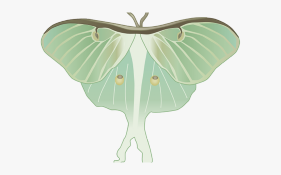 Image Free Library Moth Clipart Luna Moth - Luna Moth Illustration Transparent, Transparent Clipart