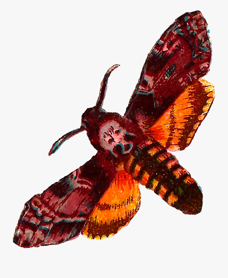 Transparent Moth Clipart - Death's Head Moth Png, Transparent Clipart
