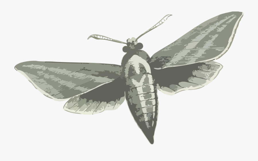 Elephant Hawk Moth Insects Png, Transparent Clipart