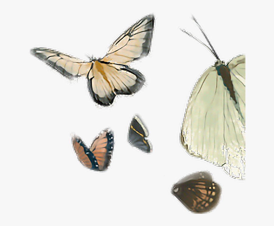 #batterfly #clipart #by Naisucat - Aporia, Transparent Clipart
