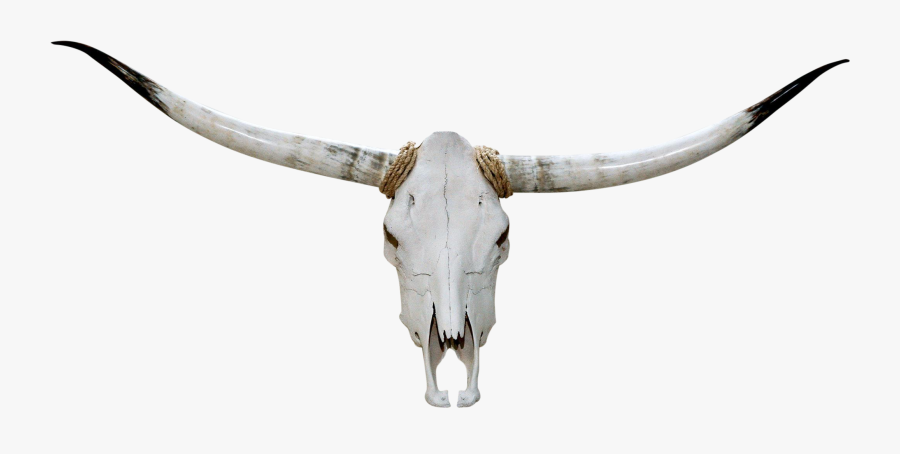 Transparent Long Horn Clipart - Skull, Transparent Clipart