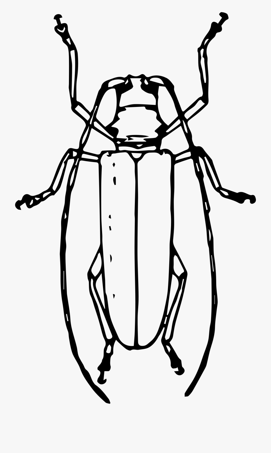 Collection Of Free Texas Drawing Line Download On Ui - Emerald Ash Borer Drawing, Transparent Clipart