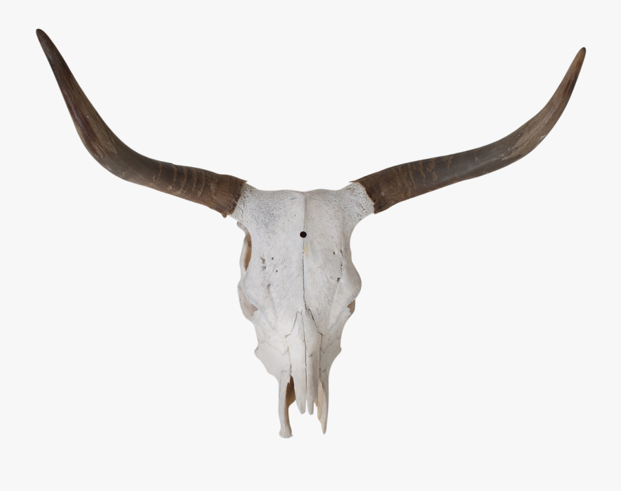 Texas Longhorn Bull Skull Bone - Longhorns Vintage Png, Transparent Clipart