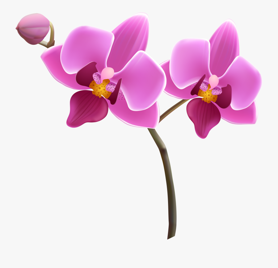 Purple Orchid Png Clipart - Orchid Clipart, Transparent Clipart