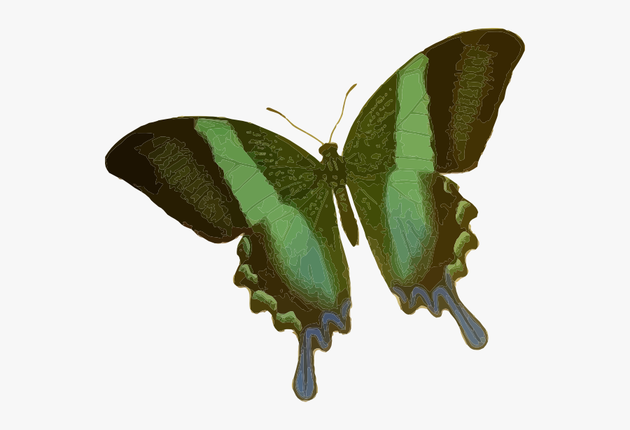 Papilio Blumei Clip Art - Dark Green Butterfly, Transparent Clipart