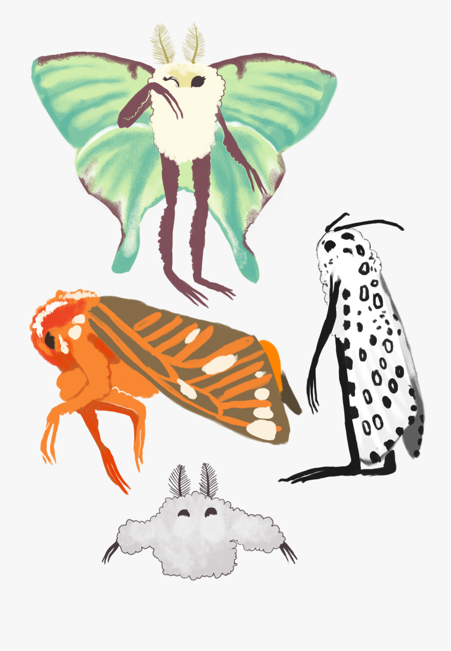 Transparent Luna Moth Clipart - Drawing, Transparent Clipart