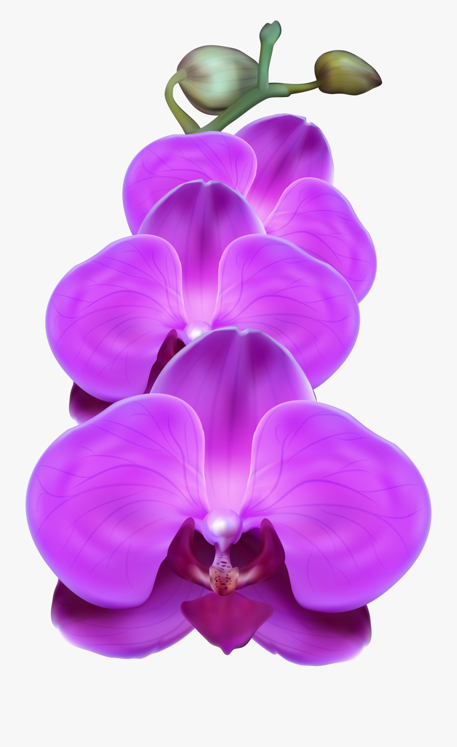 Clipart Orchid Flower, Transparent Clipart