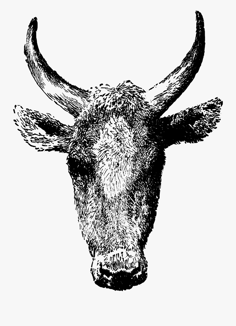 Wildlife,terrestrial Animal,texas Longhorn - Cattle, Transparent Clipart