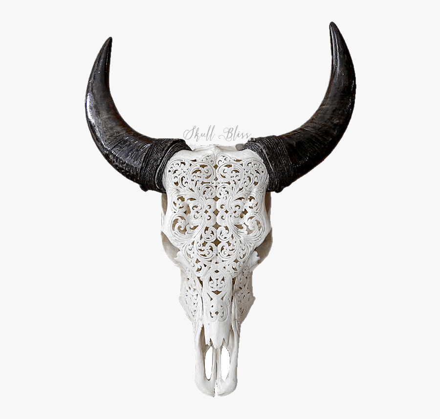Texas Longhorn English Longhorn Skull Goat - Buffalo's Horn Png, Transparent Clipart