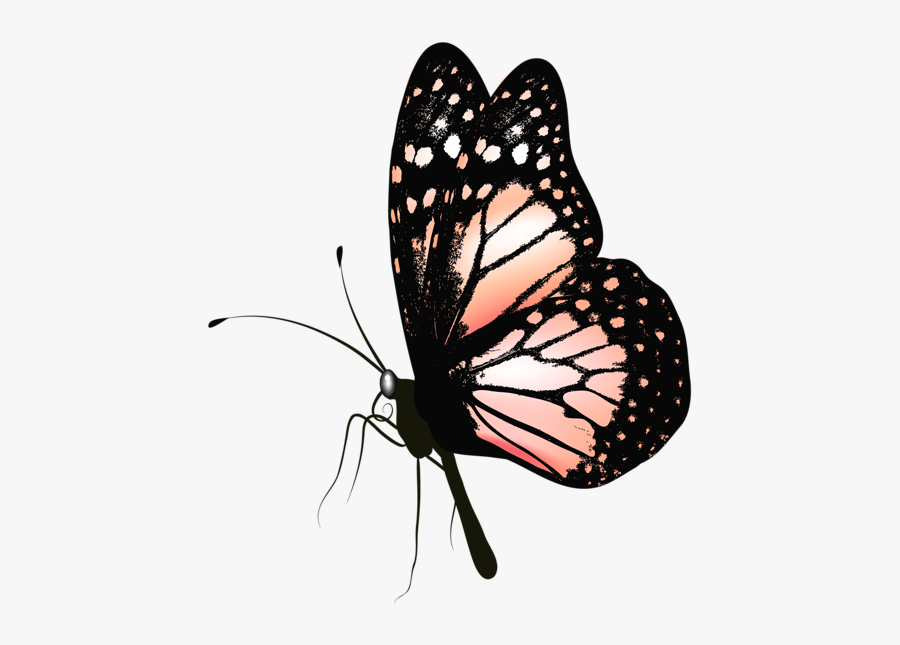 Butterflies Clipart Realistic - Transparent Background Butterfly Gif Png, Transparent Clipart