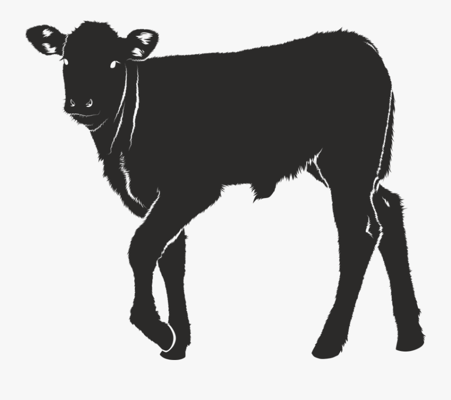 Vector Free Library Image Result For Free - Becerros Png, Transparent Clipart