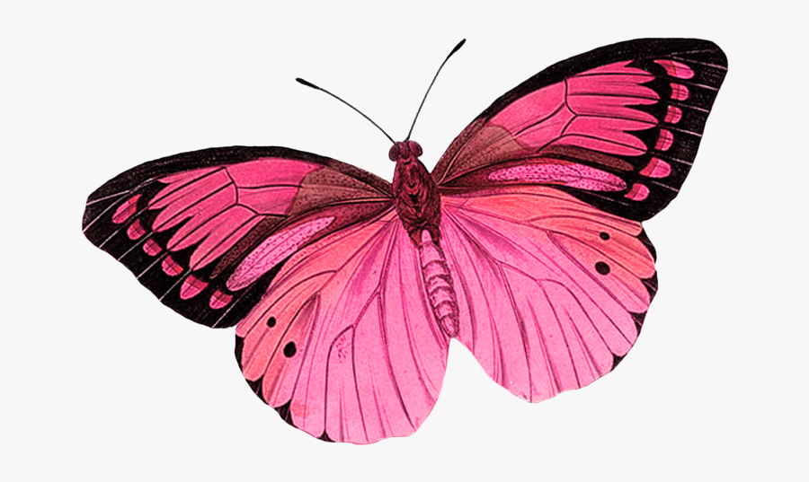 Pink Butterfly Transparent Background, Transparent Clipart
