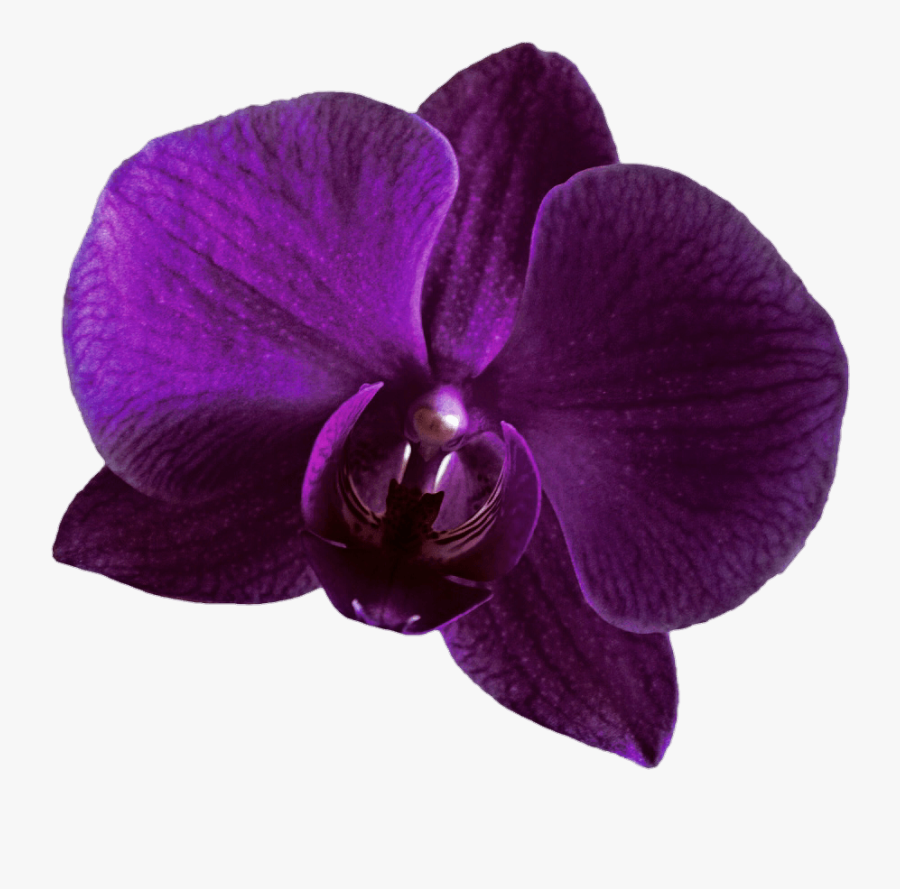 Purple Orchid Clipart - Purple Orchid Orchid Png, Transparent Clipart