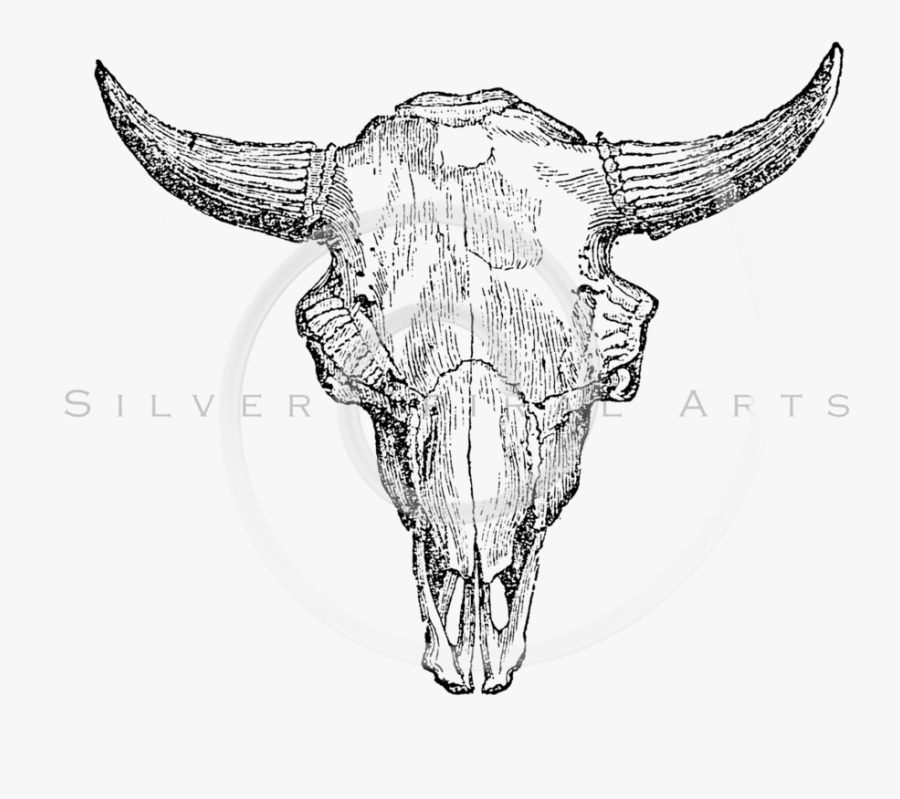 Buffalo Drawing At Getdrawings - Drawing, Transparent Clipart