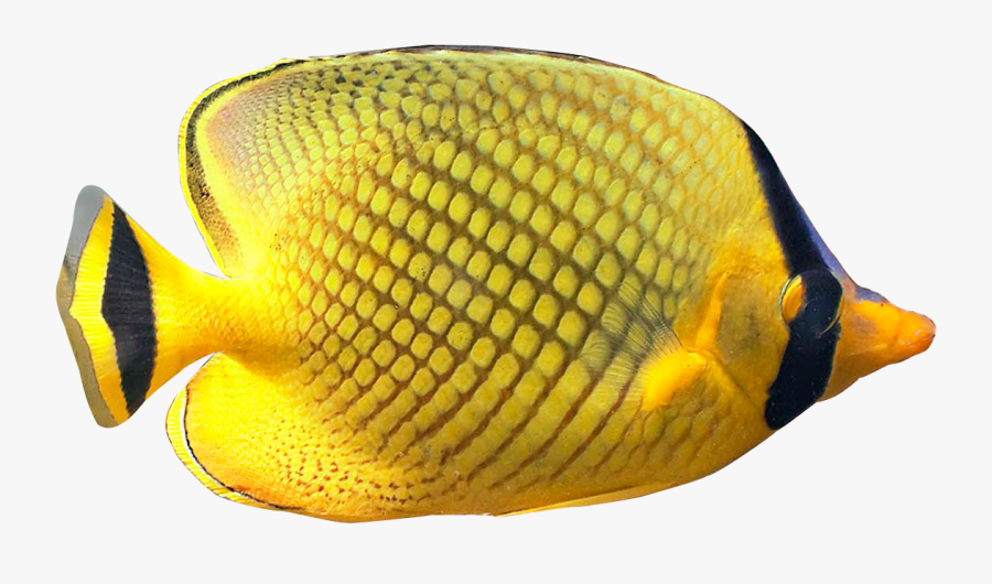 Butterflyfish Clipart Dory Fish - Tropical Fish No Background, Transparent Clipart