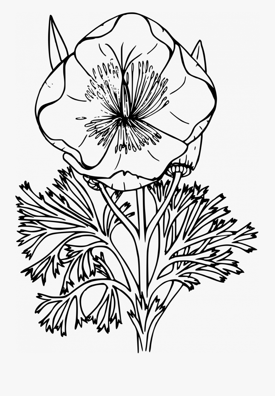 Poppy Line Art Png, Transparent Clipart
