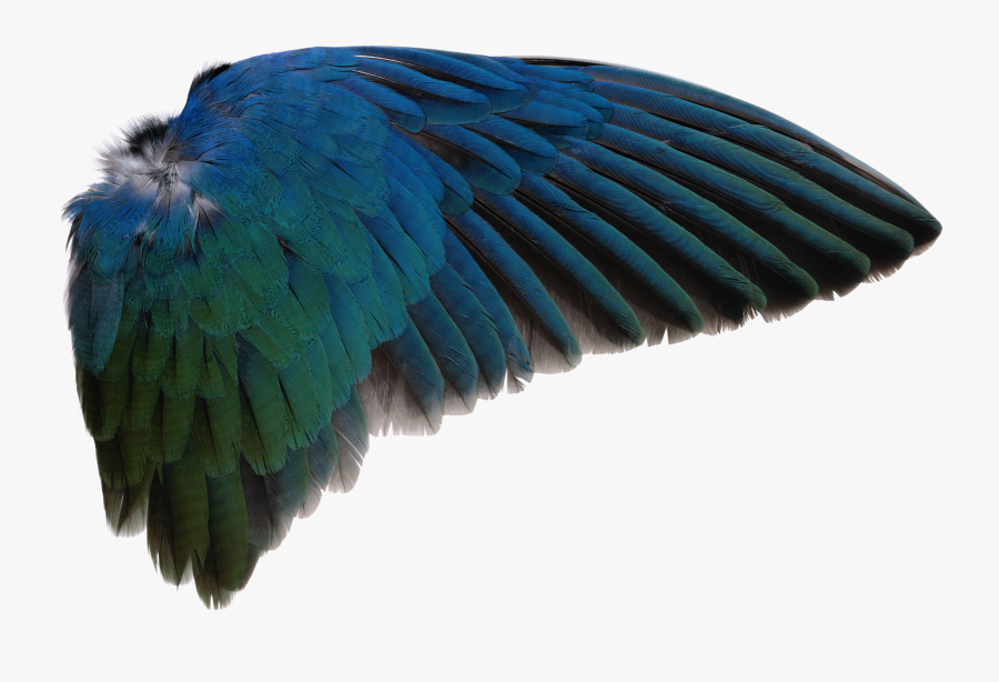 Pin By Huong Le On Pngs In 2019 - Bird Wing Transparent Background, Transparent Clipart