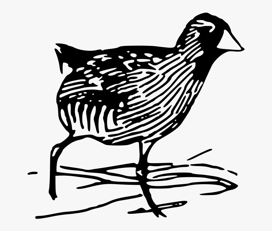 Sora Bird Clipart, Transparent Clipart