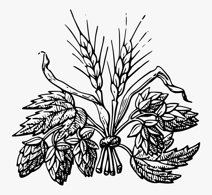 Beer Ingredients - Hops And Barley, Transparent Clipart