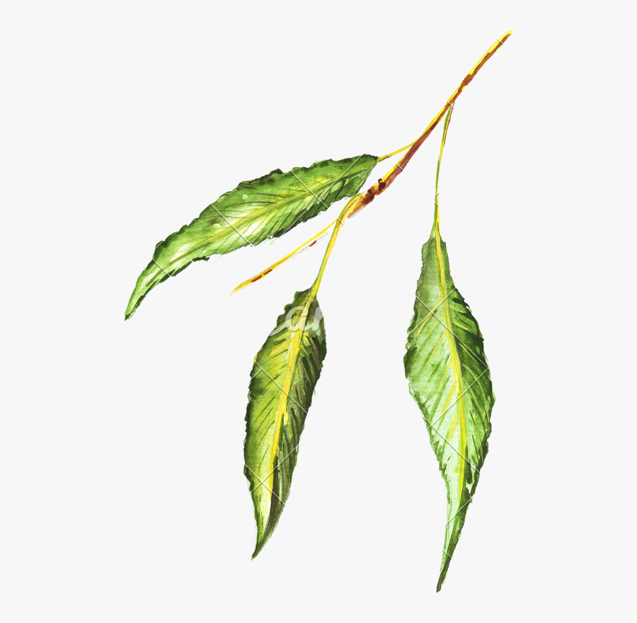 Bud Drawing Hop Transparent Png Clipart Free Download - Draw Pencil Colour Leaf, Transparent Clipart