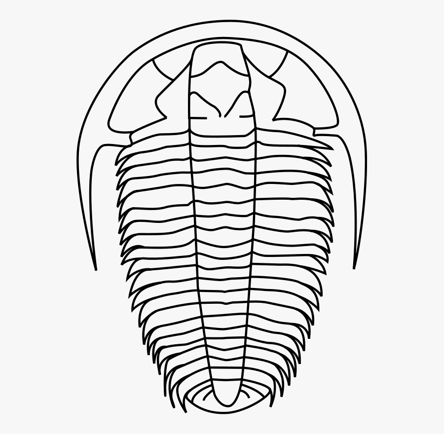 Fossil 20clipart - Trilobite Fossil Black And White, Transparent Clipart