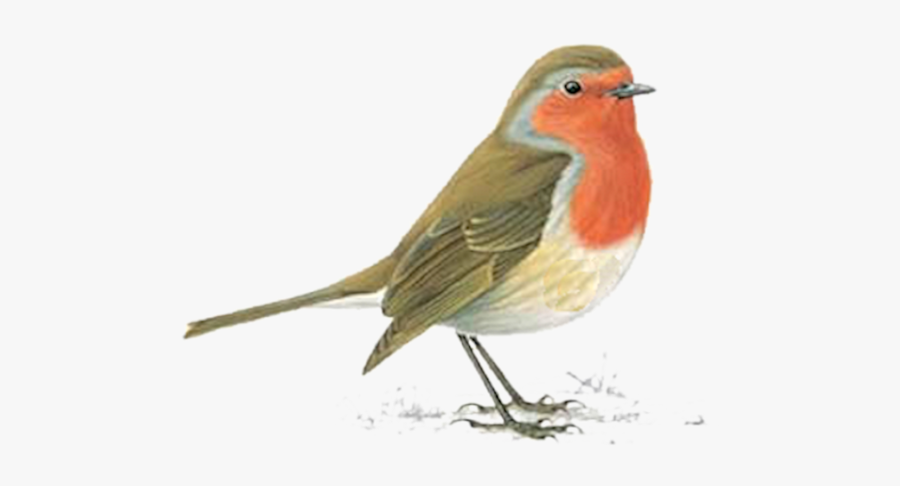 Clipart Birds Red Robin - Robin Bird, Transparent Clipart