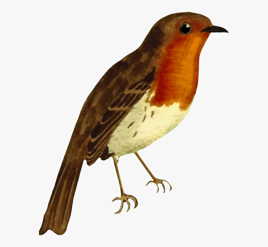 Perching Bird,old World Flycatcher,european Robin - Robin Red Breast Clipart, Transparent Clipart