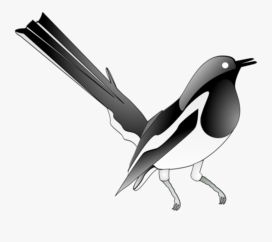 Oriental Magpie Robin - Magpie Clip Art, Transparent Clipart