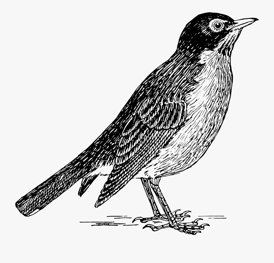 This Free Icons Png Design Of Robin - Draw A Bird With Pen, Transparent Clipart