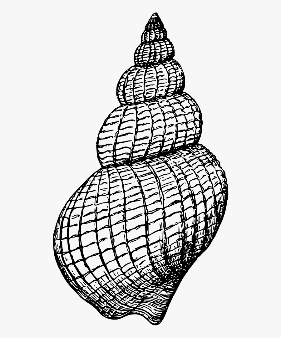 Gastropod - Gastropode Png, Transparent Clipart