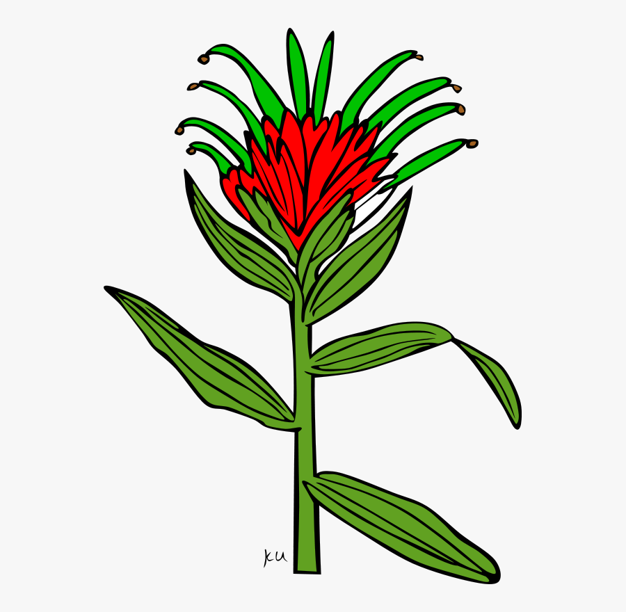 Home School Commons - Indian Paintbrush Easy Drawing, Transparent Clipart