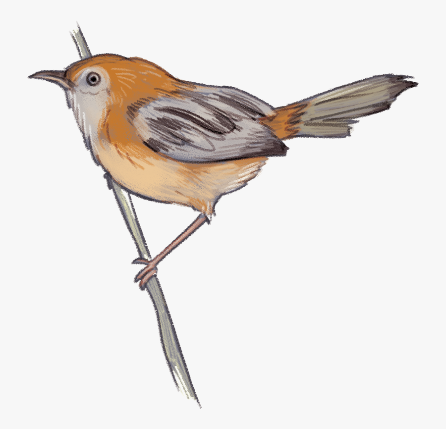 Transparent Sparrow Png - European Robin, Transparent Clipart