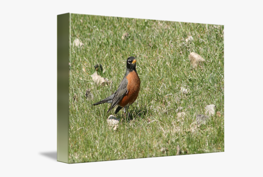 American Robin Png Clipart - Robin, Transparent Clipart