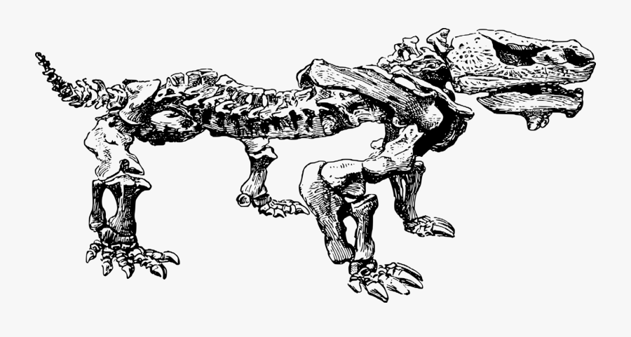 Dinosaur, Fossil, Paleontology, Skeleton - Paleontologia Png, Transparent Clipart