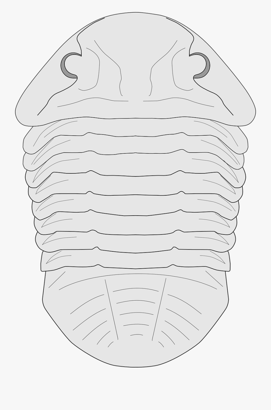 Transparent Fossil Clipart Black And White - Trilobite, Transparent Clipart