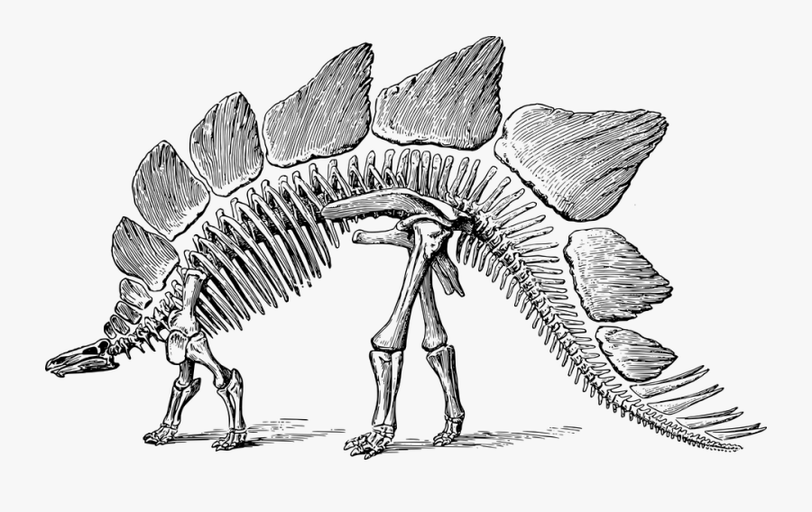 Dinosaur Skeleton Clipart Png, Transparent Clipart