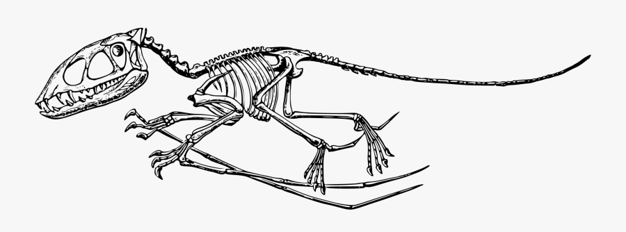 Art,skeleton,monochrome Photography - Flying Dinosaur Skeleton, Transparent Clipart