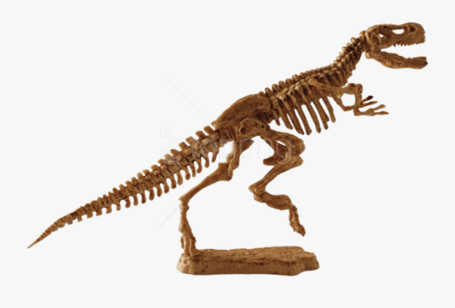 Download T - Fosil De Tiranosaurio Rex, Transparent Clipart