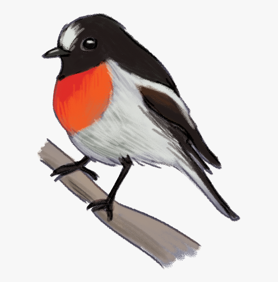 Scarlet-robin - European Robin, Transparent Clipart