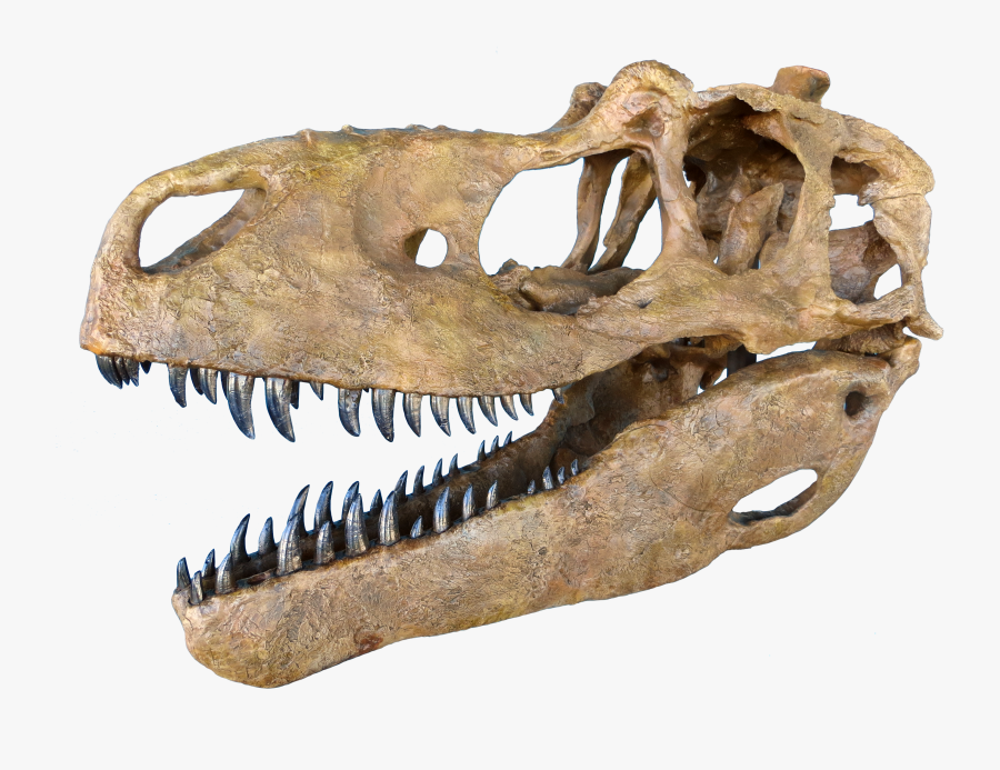 Svg Library Download Fossil Clipart Meat Bone - Judith River Formation Daspletosaurus, Transparent Clipart