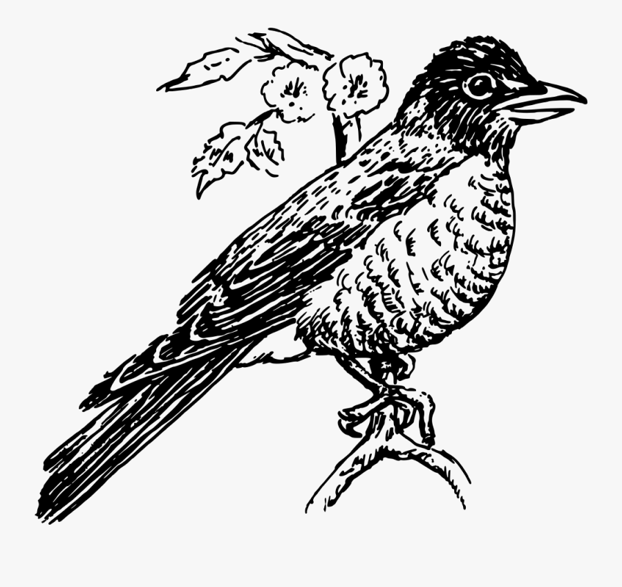 Perching Bird,line Art,falconiformes - Robin Clipart Black And White, Transparent Clipart