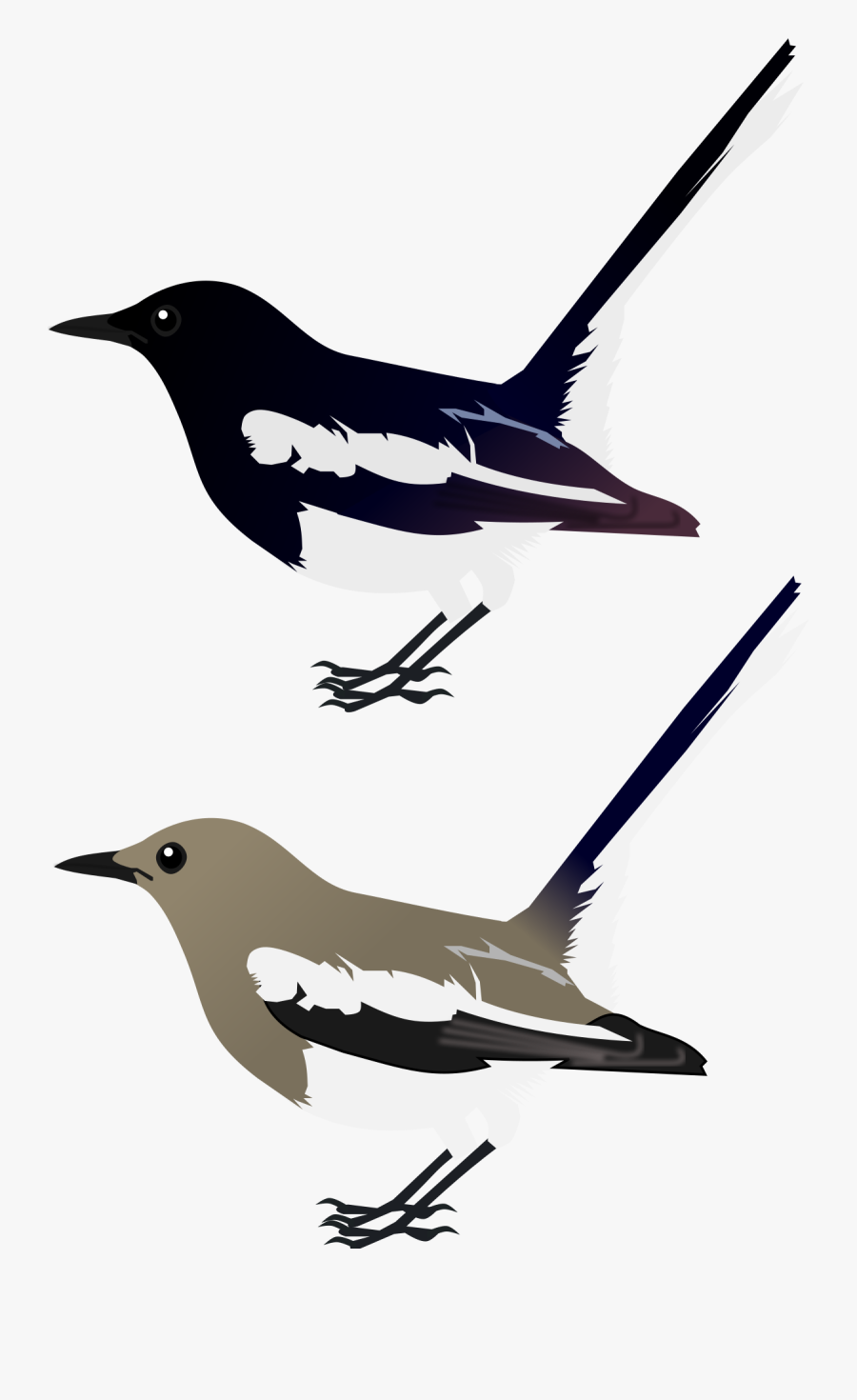 Oriental Magpie Robin Svg, Transparent Clipart