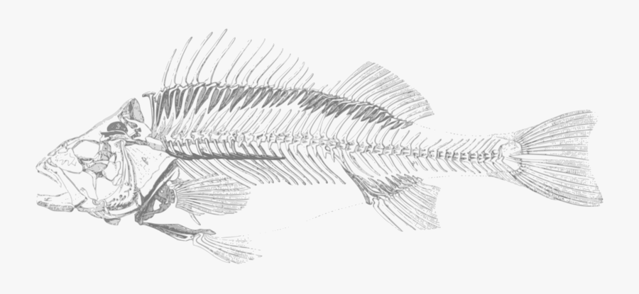 Dead Fish 001 Clipart Free Stock - Bony Fish Skeleton Png, Transparent Clipart
