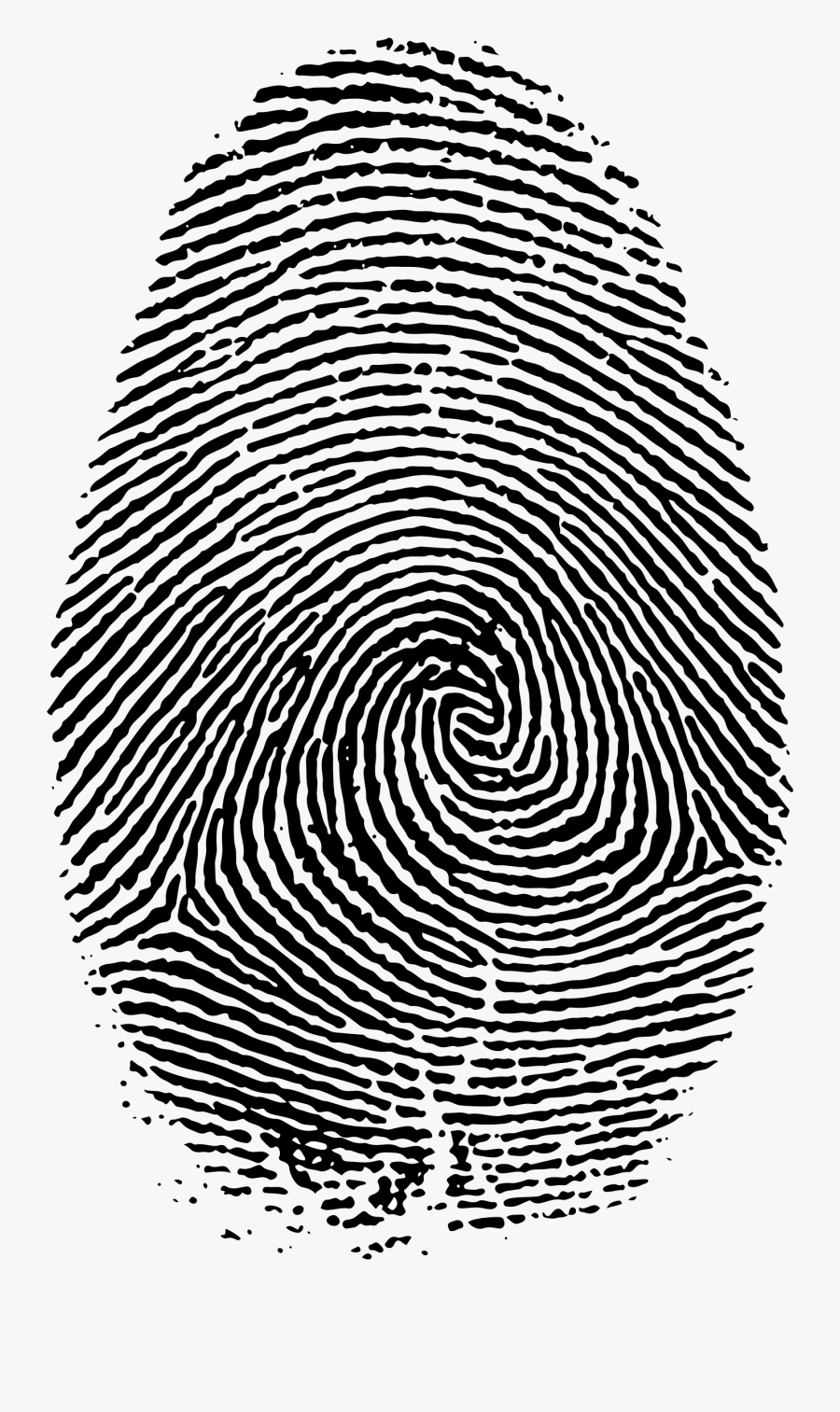 Medium Image Png - Fibonacci Sequence In Fingerprints, Transparent Clipart