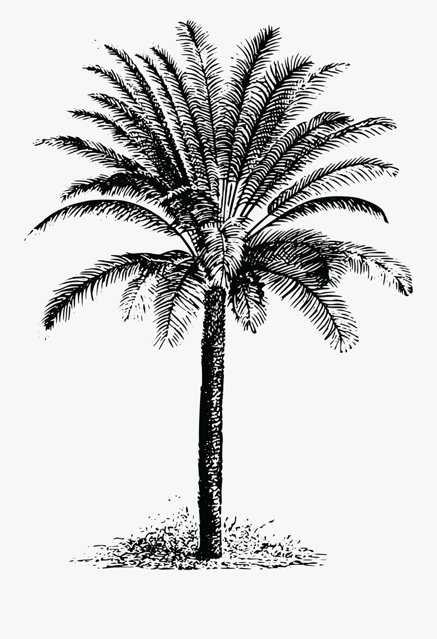 Sitting Cat Silhouette Vector Clip Art Public Domain - Drawing Dates Palm Tree, Transparent Clipart