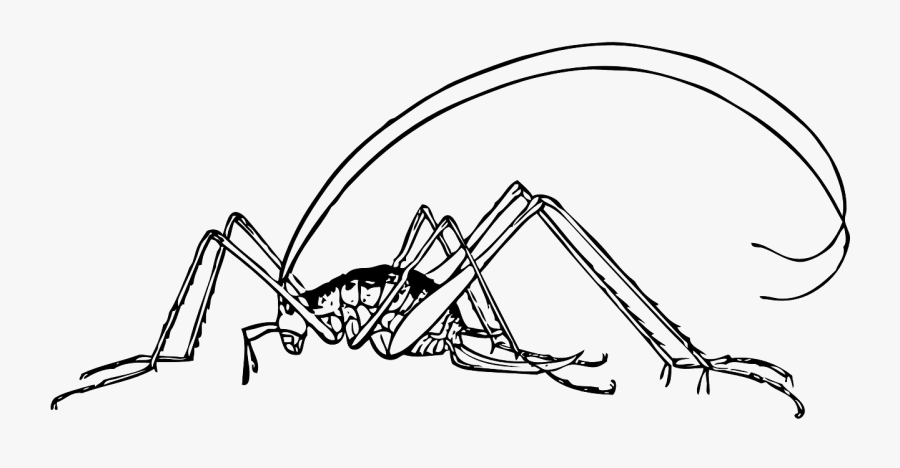 Cricket - Cricket Clip Art, Transparent Clipart